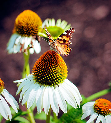 A butterfly rests on a daisy.